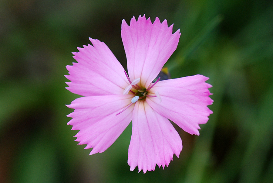 Dianthus sylvestris / Garofano selvatico